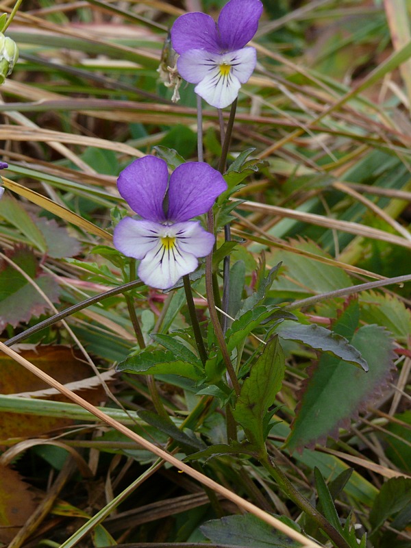 Изображение особи Viola disjuncta.