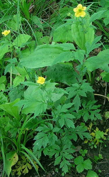 Изображение особи Geum aleppicum.