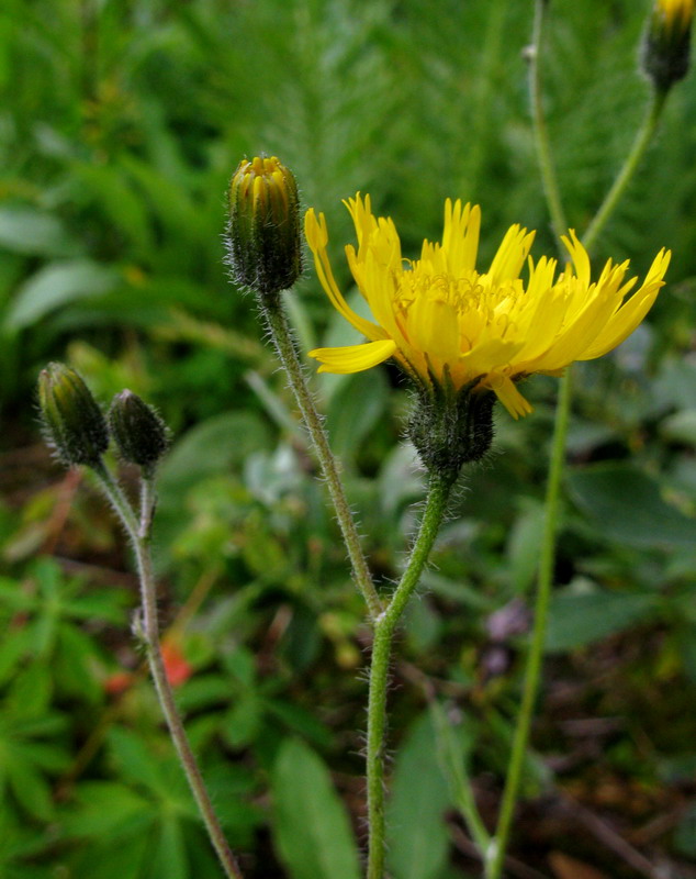 Image of Hieracium korshinskyi specimen.