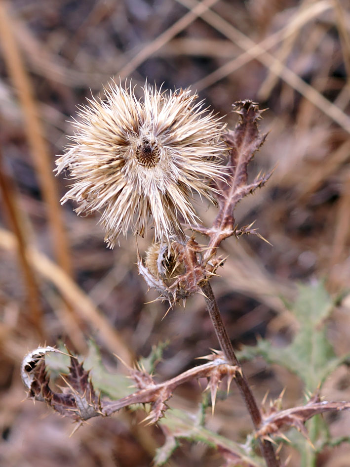 Image of Echinops chantavicus specimen.