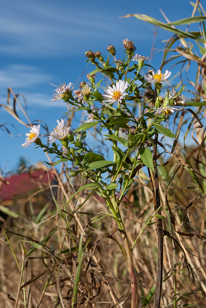 Image of genus Symphyotrichum specimen.