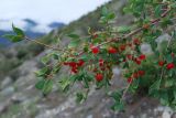 Lonicera microphylla