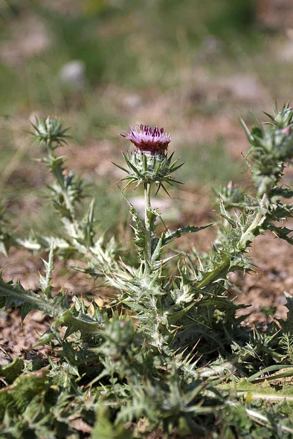 Изображение особи Cousinia microcarpa.