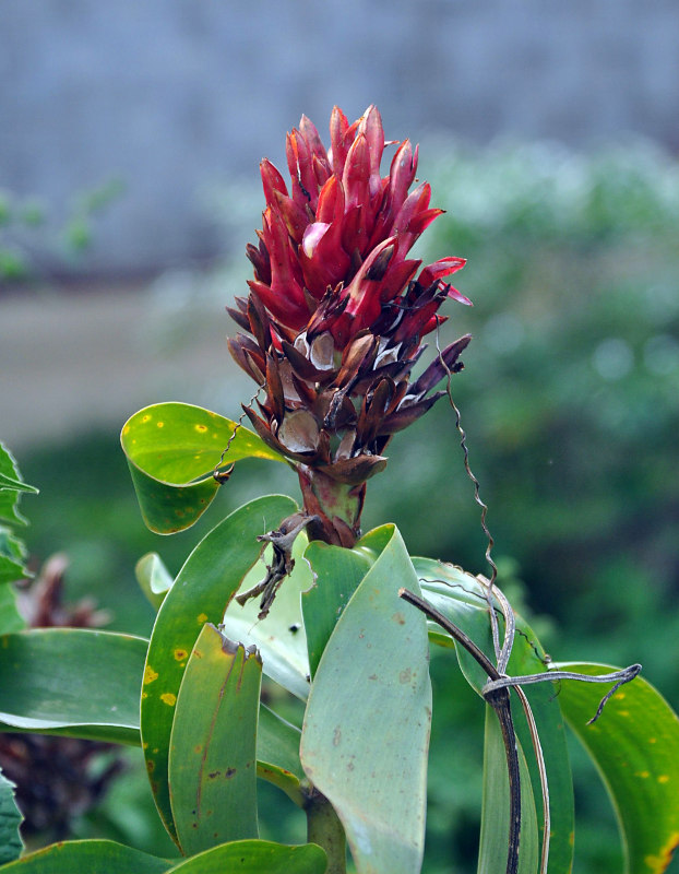 Image of Hellenia speciosa specimen.