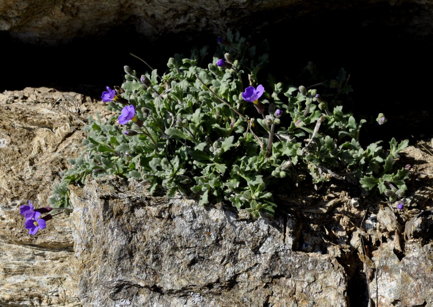 Изображение особи Aubrieta thessala.