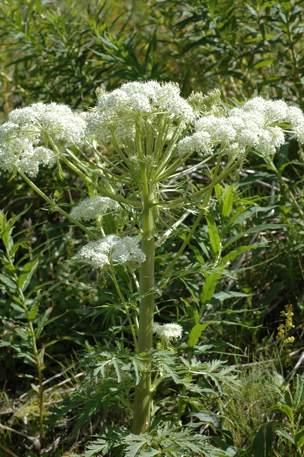 Image of Pleurospermum uralense specimen.