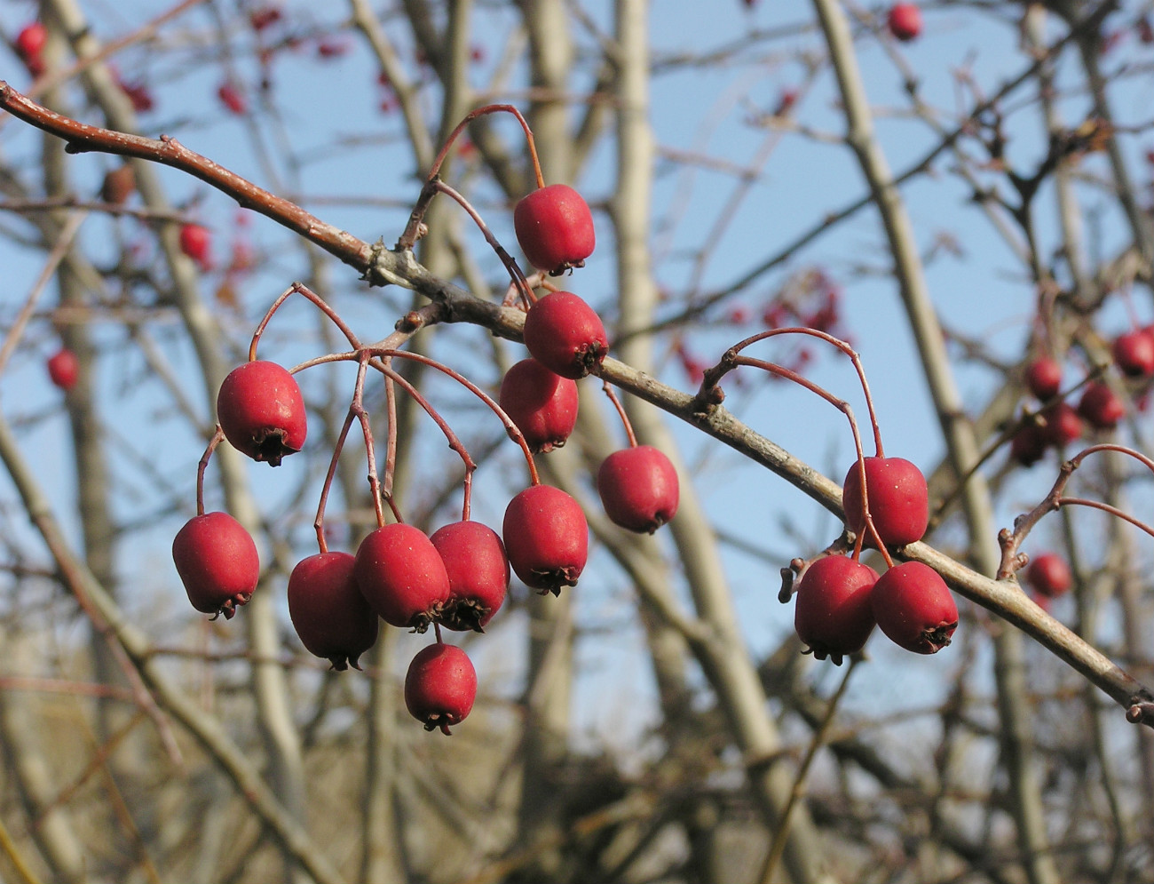 Изображение особи Crataegus monogyna.