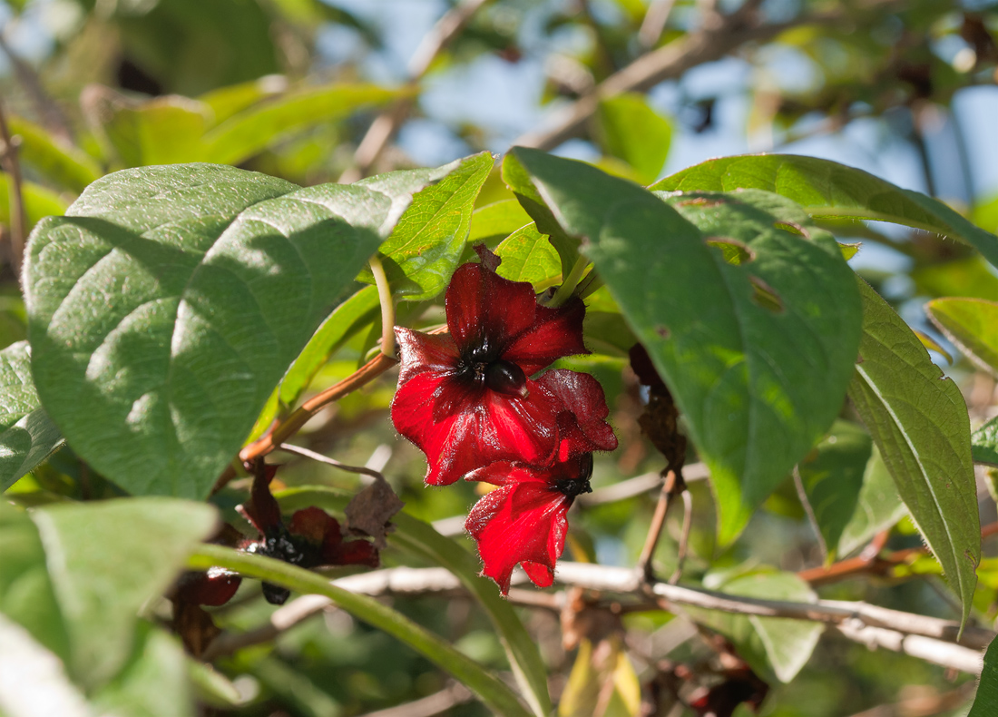 Image of Lonicera involucrata specimen.