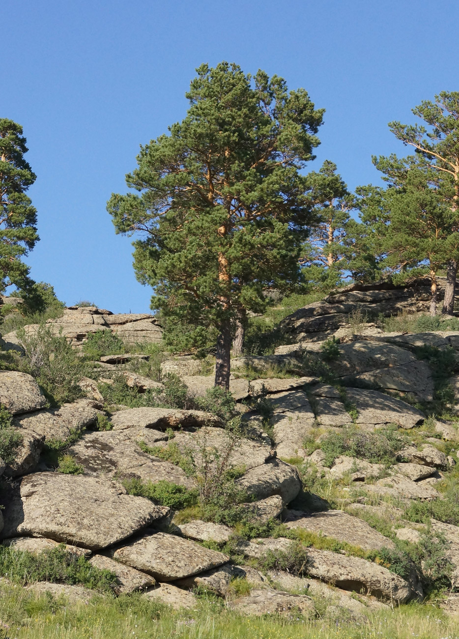 Изображение особи Pinus sylvestris.