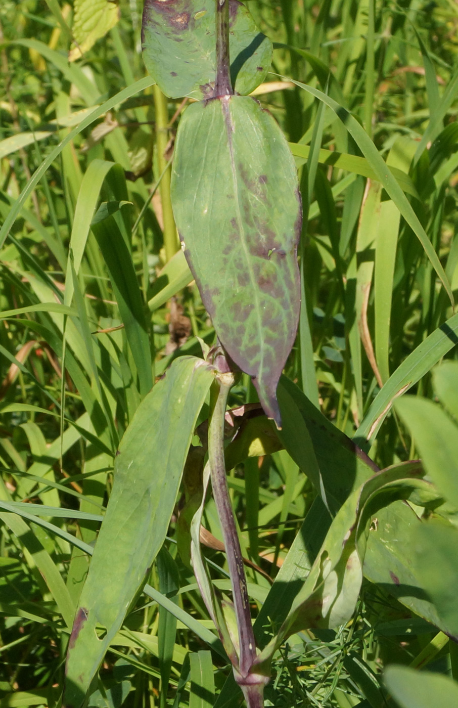 Image of Oberna behen specimen.