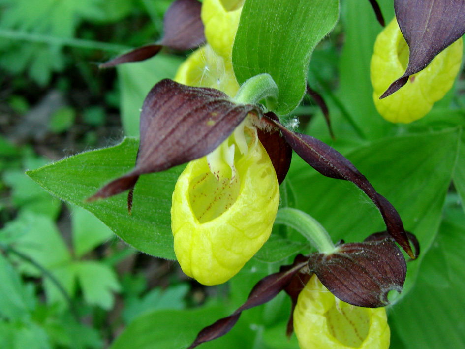 Изображение особи Cypripedium calceolus.