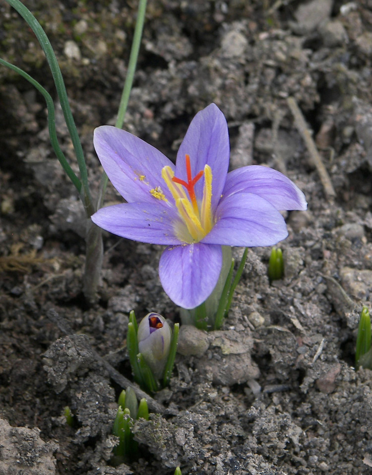 Image of Crocus adanensis specimen.