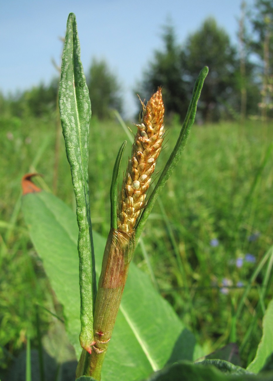 Image of Bistorta officinalis specimen.