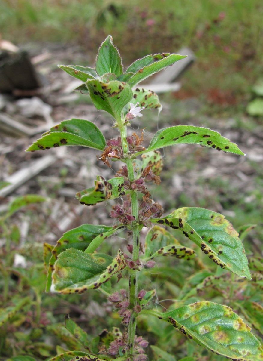 Image of Mentha arvensis specimen.