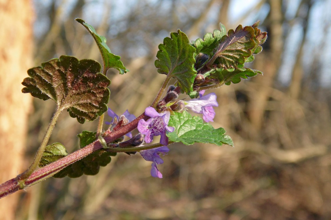 Изображение особи Glechoma hederacea.