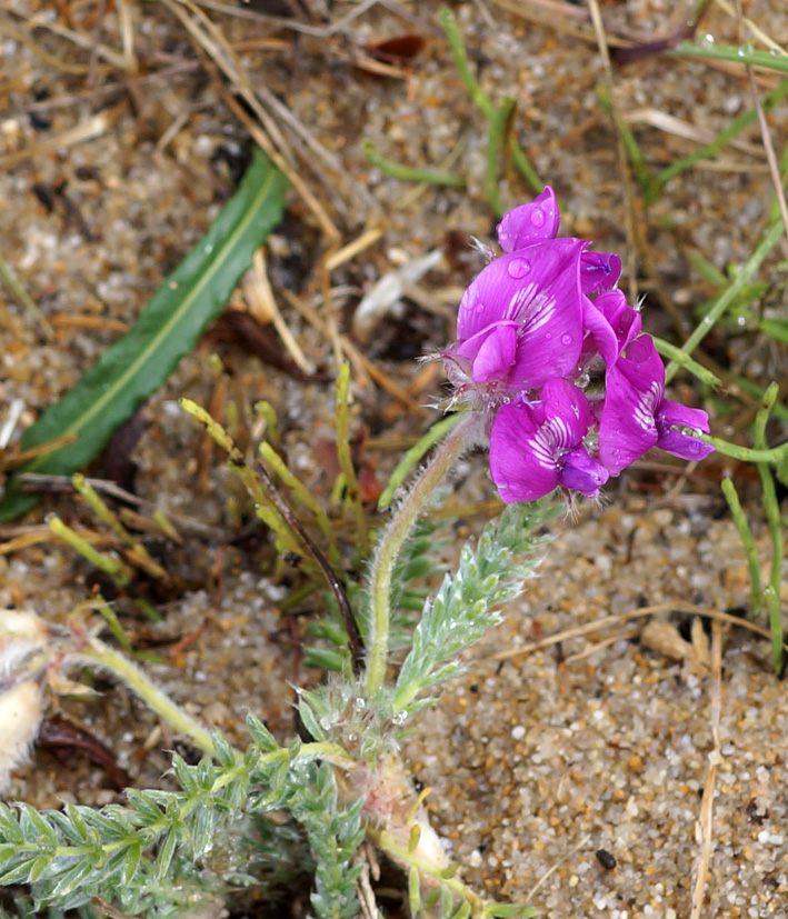 Изображение особи Oxytropis lanata.