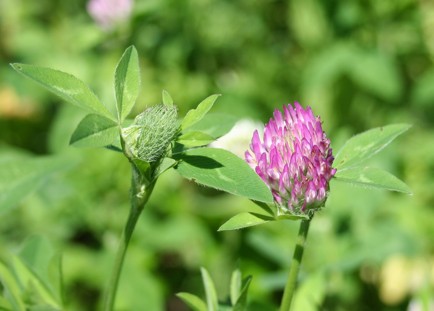 Image of Trifolium pratense specimen.