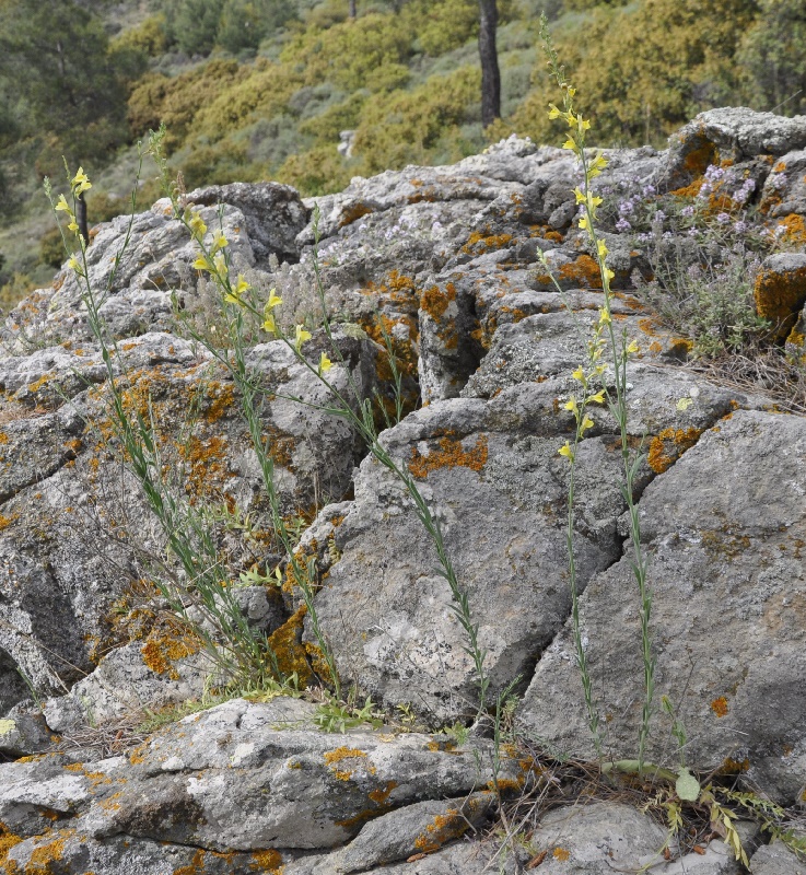 Image of genus Linaria specimen.