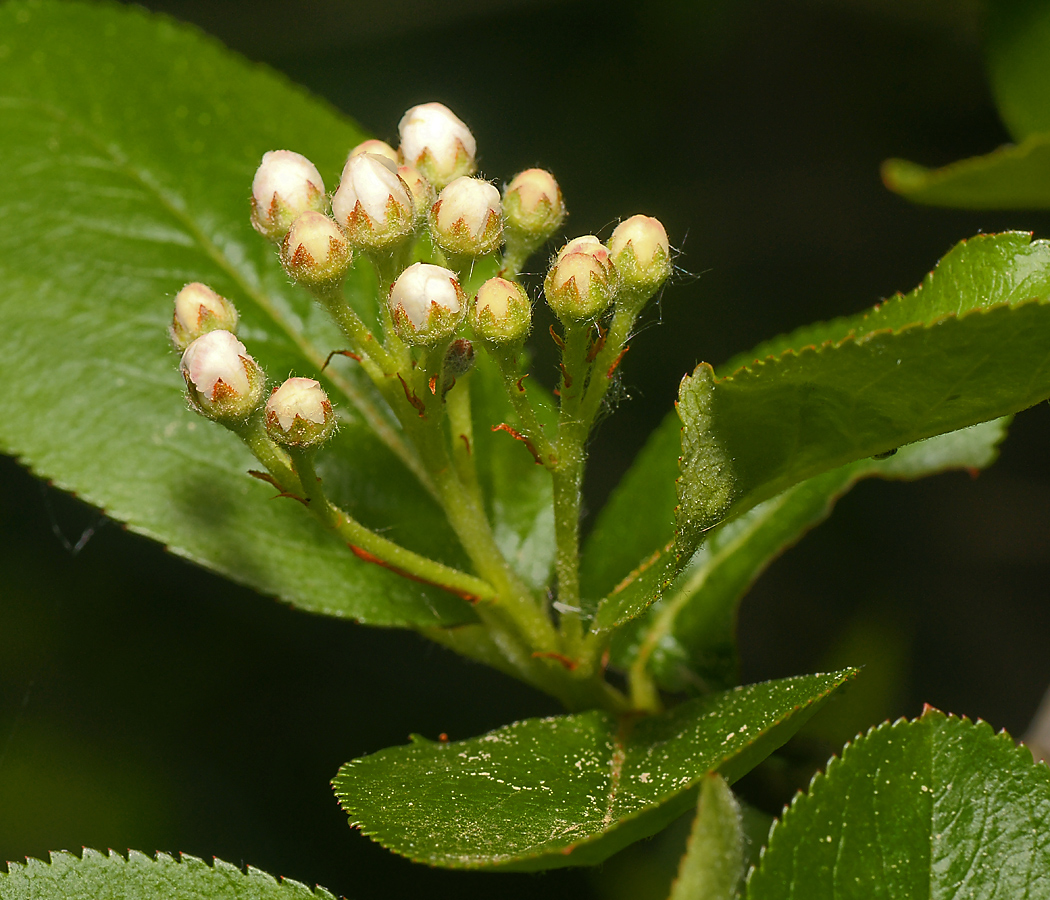 Image of &times; Sorbaronia mitschurinii specimen.