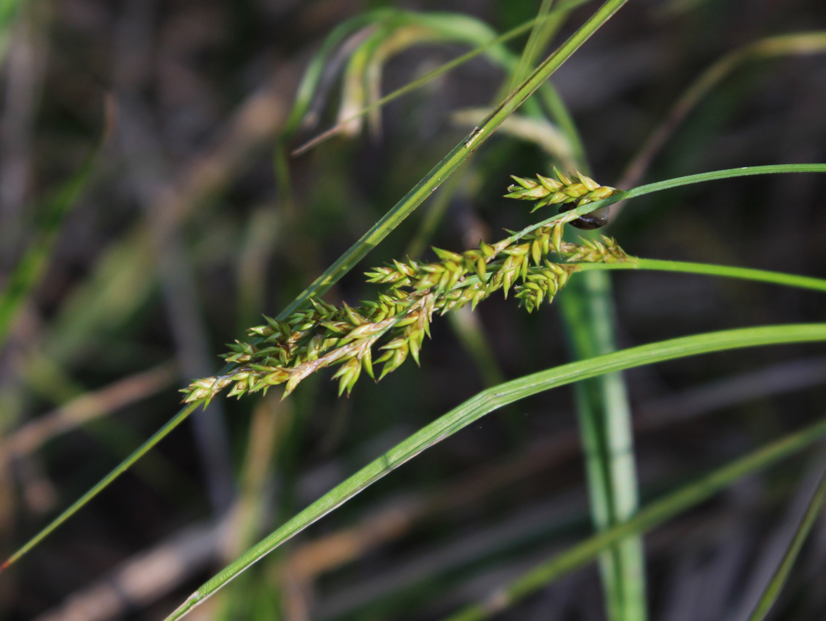 Изображение особи Carex elongata.