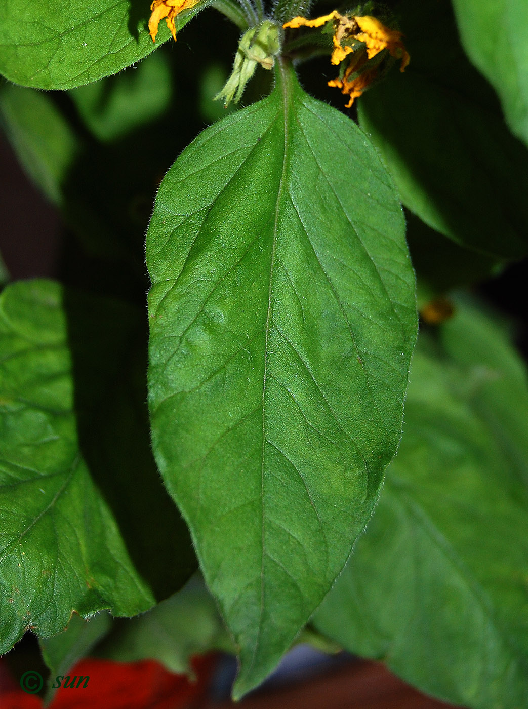 Image of Lysimachia punctata specimen.