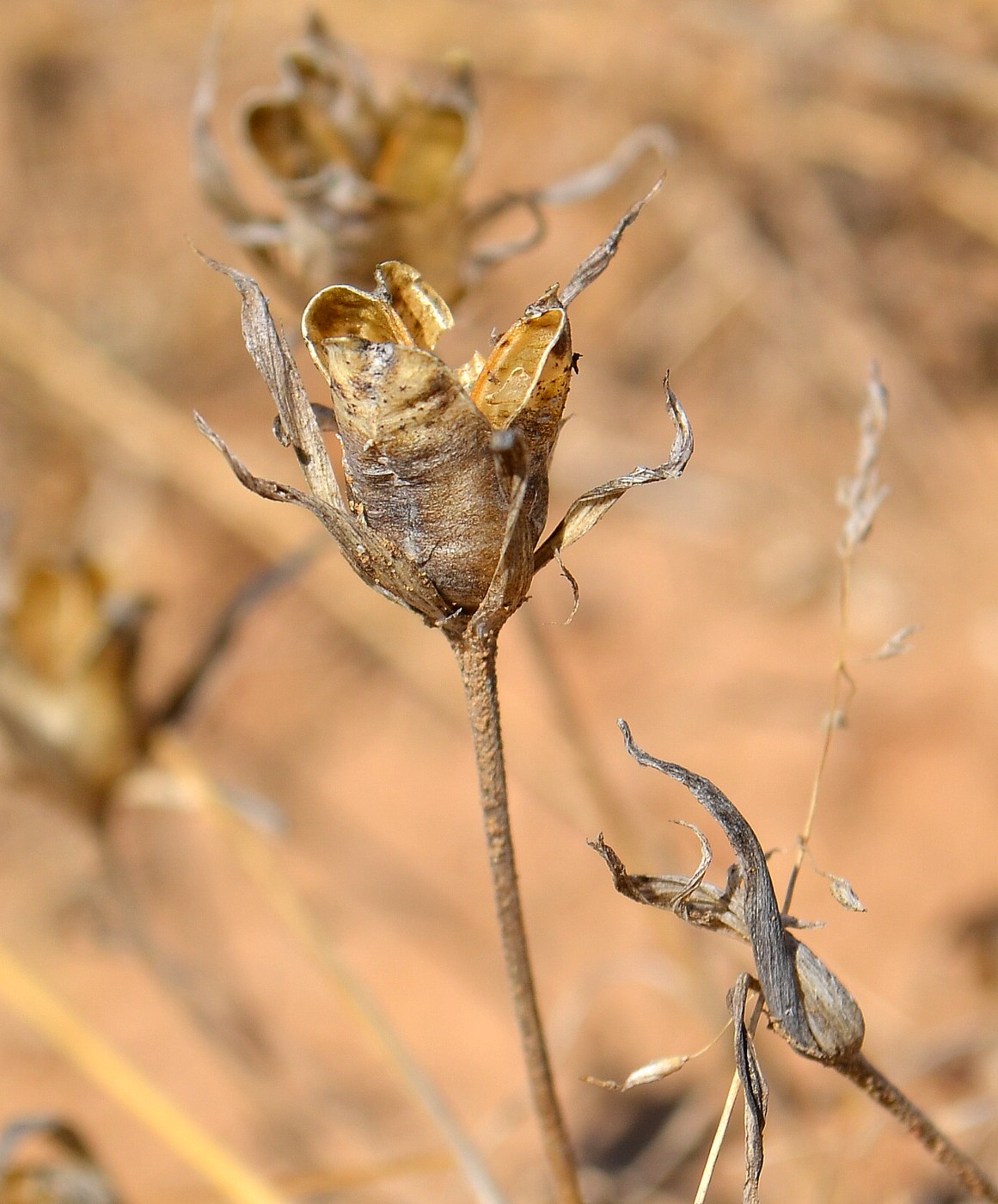 Image of genus Gagea specimen.