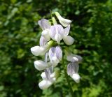 Vicia sylvatica