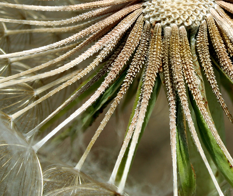 Image of Tragopogon dubius ssp. major specimen.