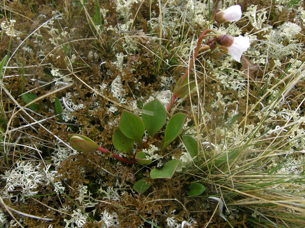 Image of Claytonia joanneana specimen.