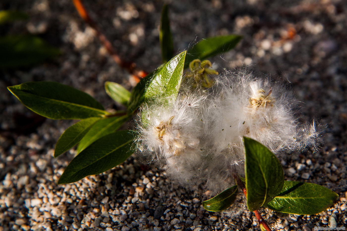 Image of Salix phylicifolia specimen.