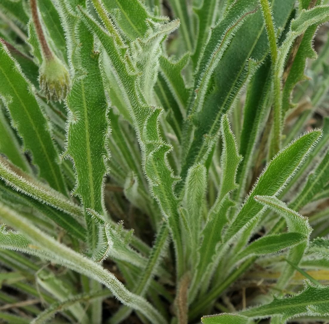 Изображение особи Leontodon biscutellifolius.