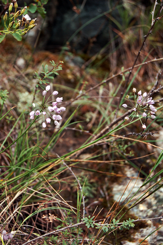 Image of Allium rubens specimen.