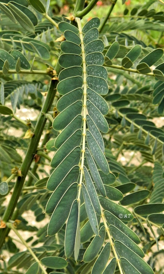 Image of familia Fabaceae specimen.