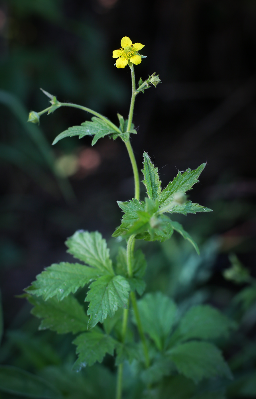 Изображение особи Geum urbanum.