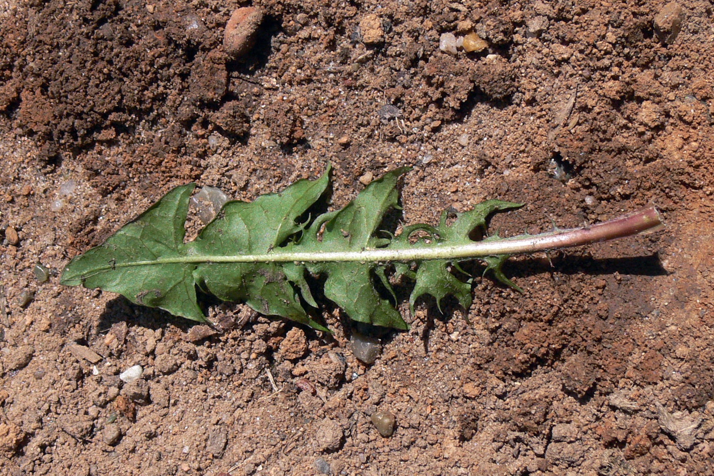 Image of Taraxacum mongolicum specimen.