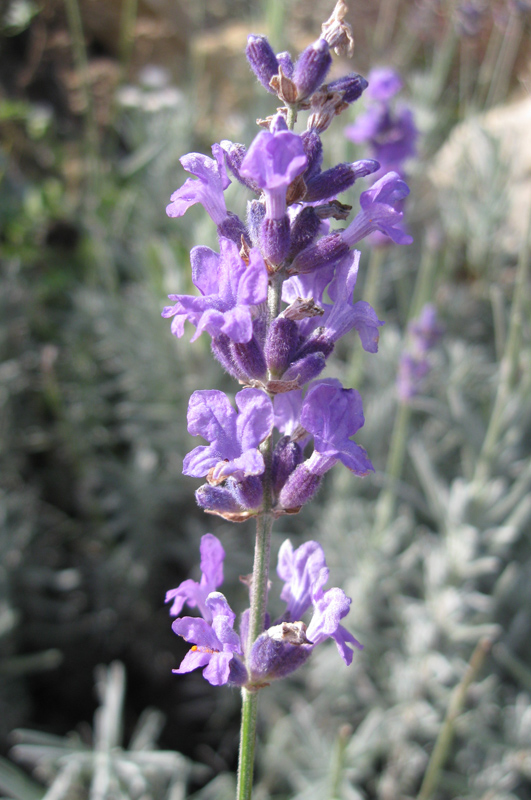 Image of Lavandula angustifolia specimen.