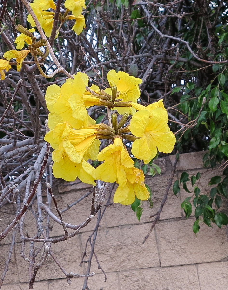 Image of Handroanthus chrysanthus specimen.