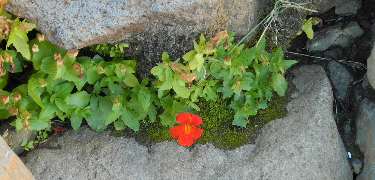 Изображение особи Mimulus cupreus.