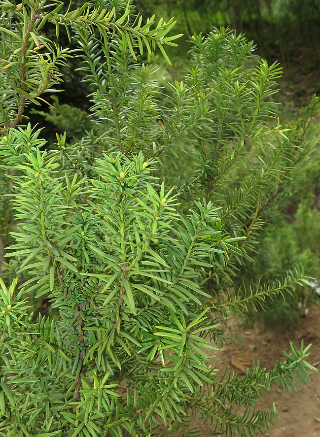 Image of Taxus &times; media specimen.