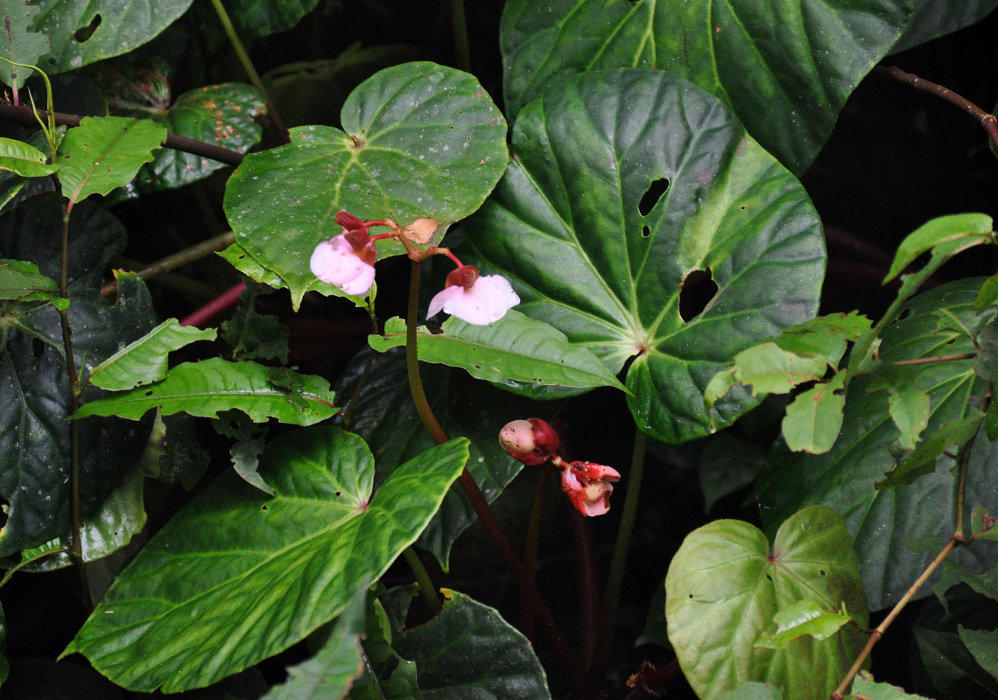 Image of Begonia venusta specimen.