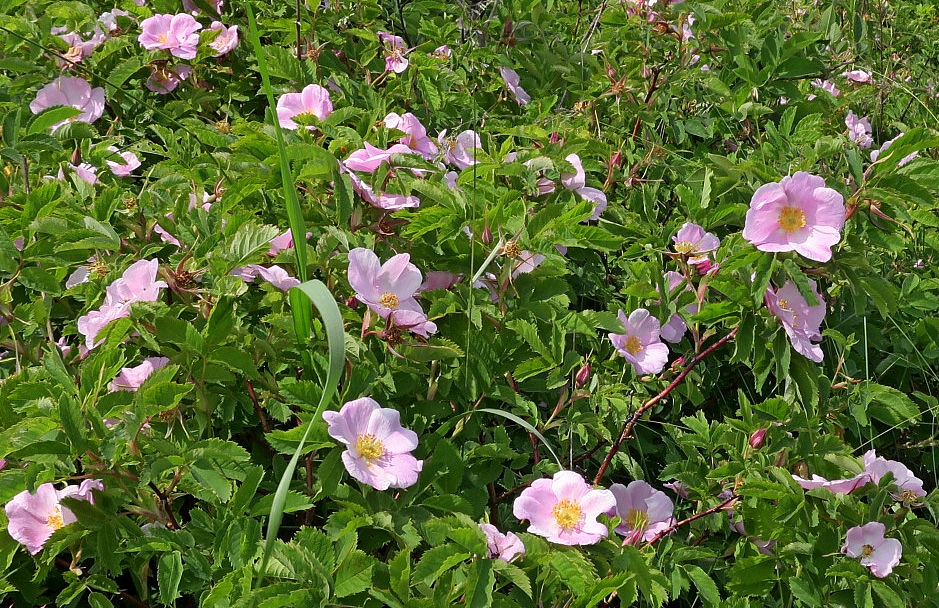 Image of Rosa glabrifolia specimen.