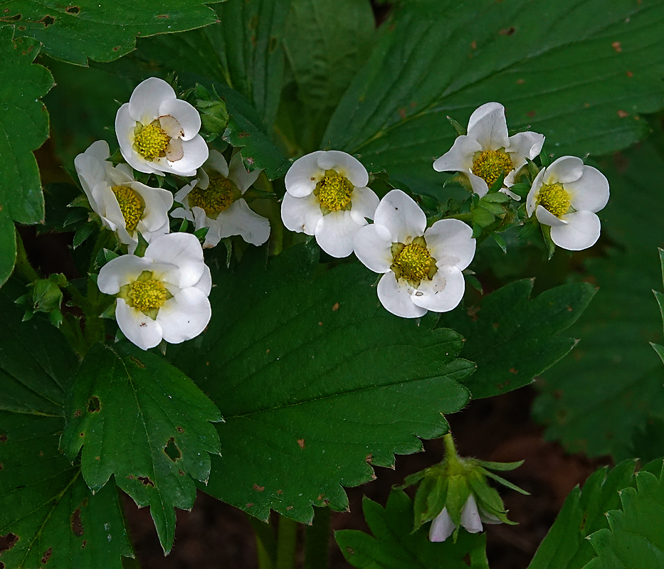 Image of Fragaria &times; ananassa specimen.