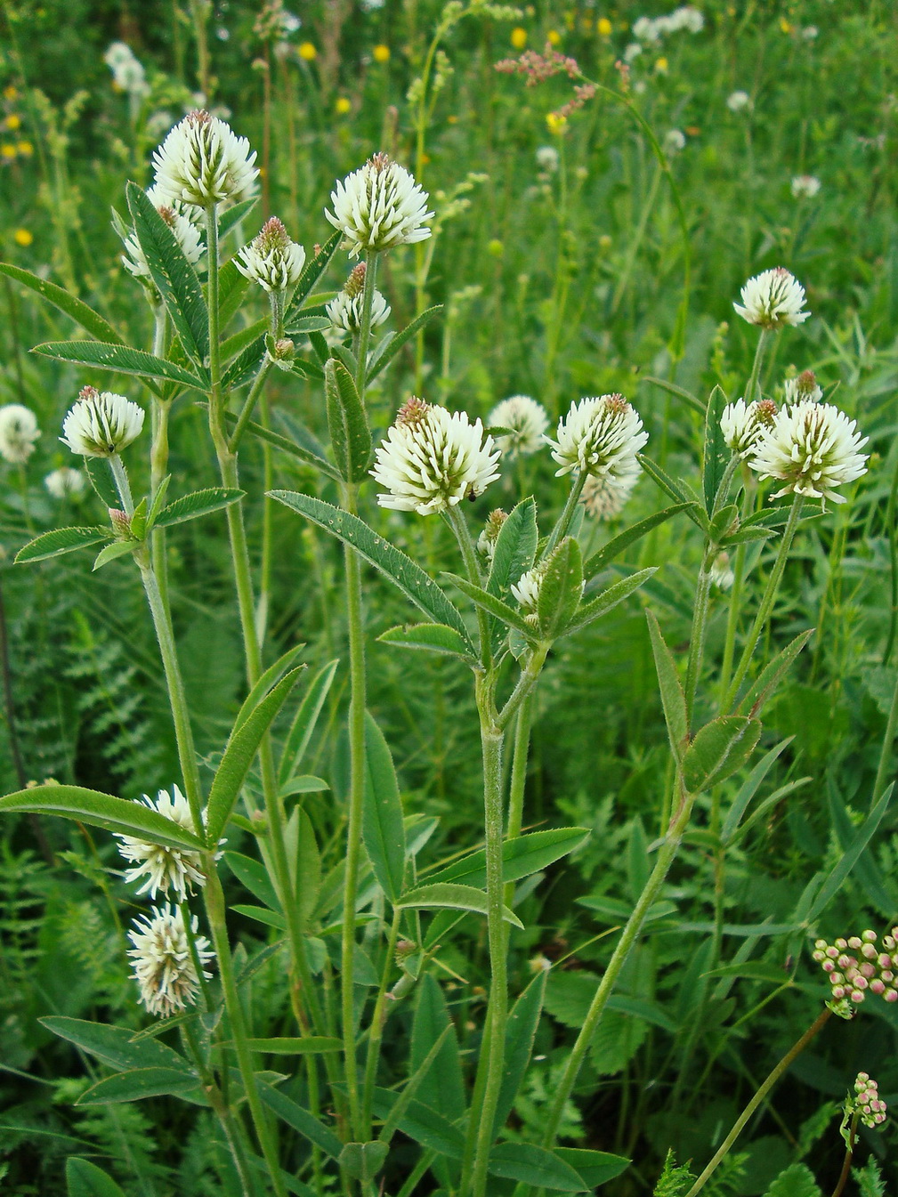 Image of Trifolium montanum specimen.