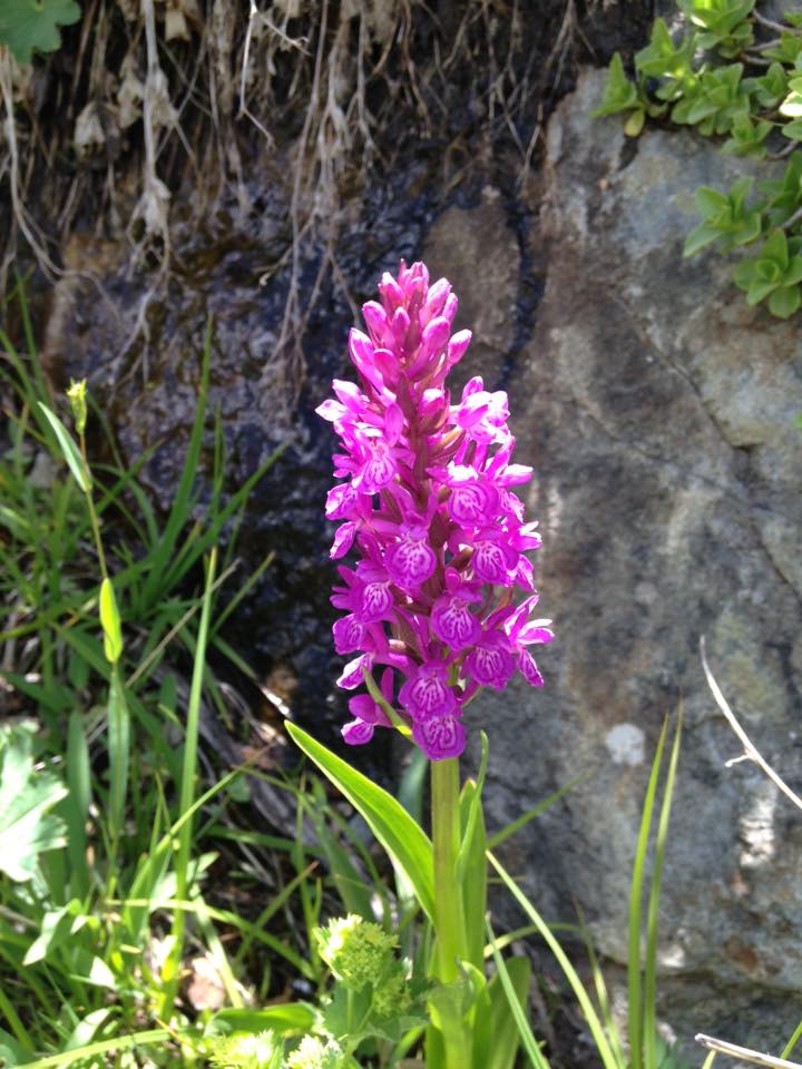 Image of Dactylorhiza umbrosa specimen.