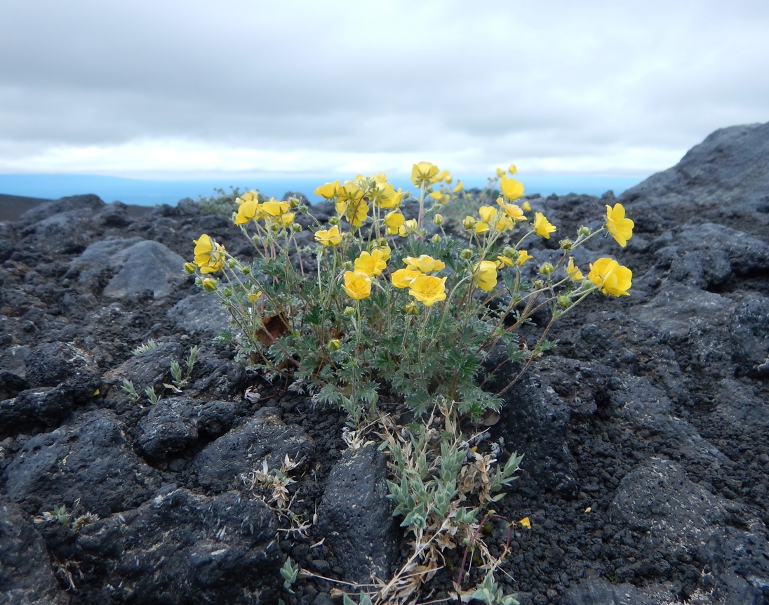 Image of Potentilla vulcanicola specimen.