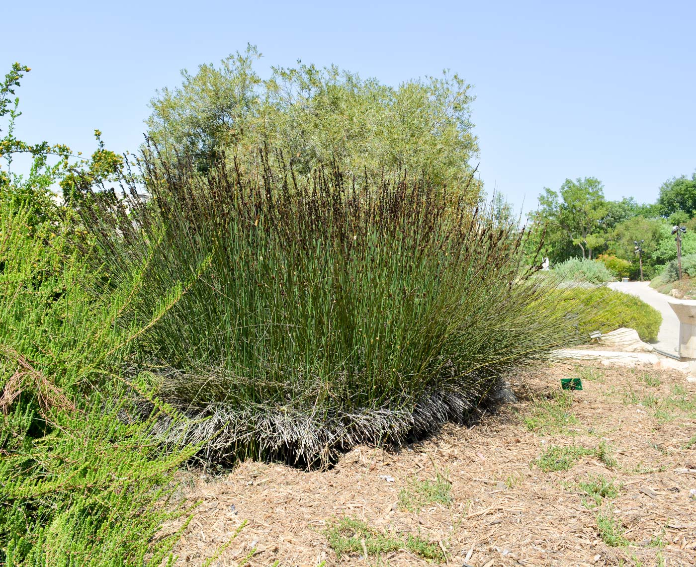 Изображение особи Elegia tectorum.