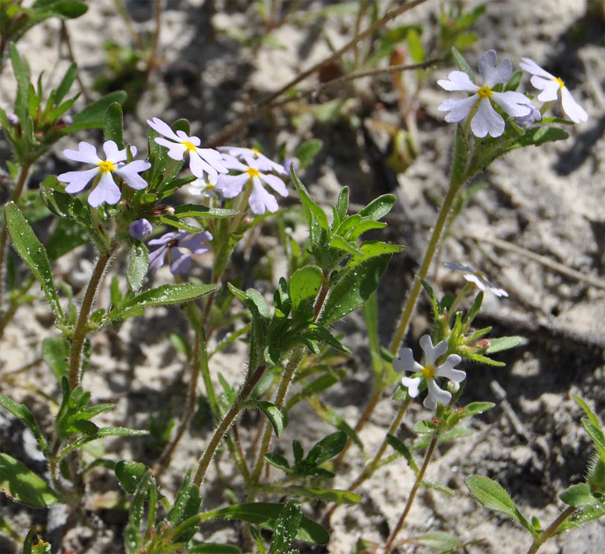 Image of Zaluzianskya villosa specimen.