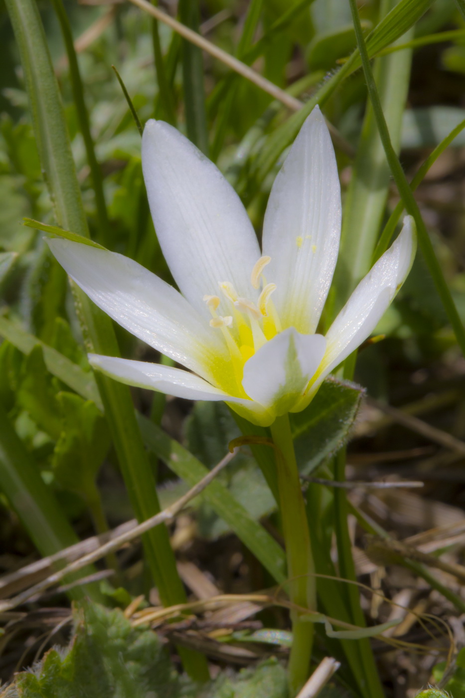 Image of Ornithogalum balansae specimen.