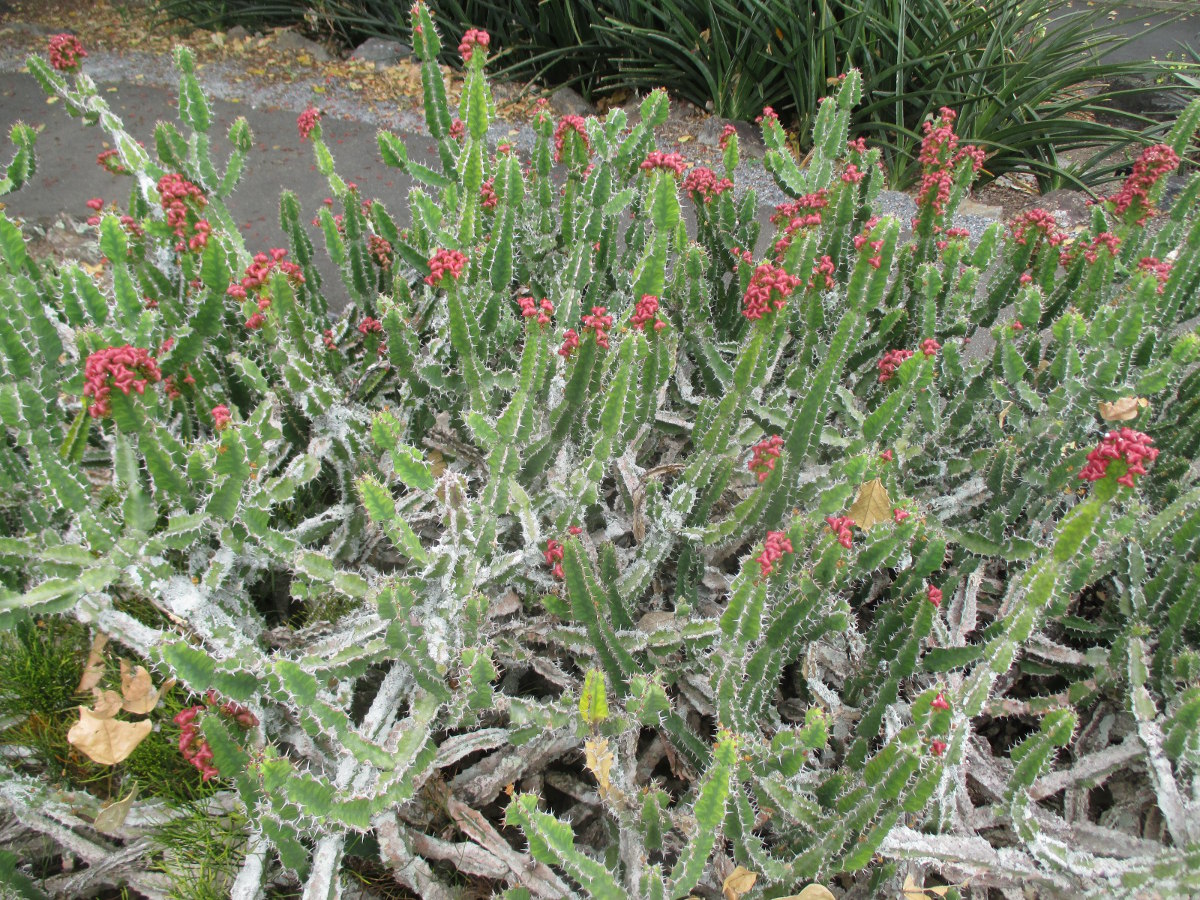 Изображение особи Euphorbia cooperi.