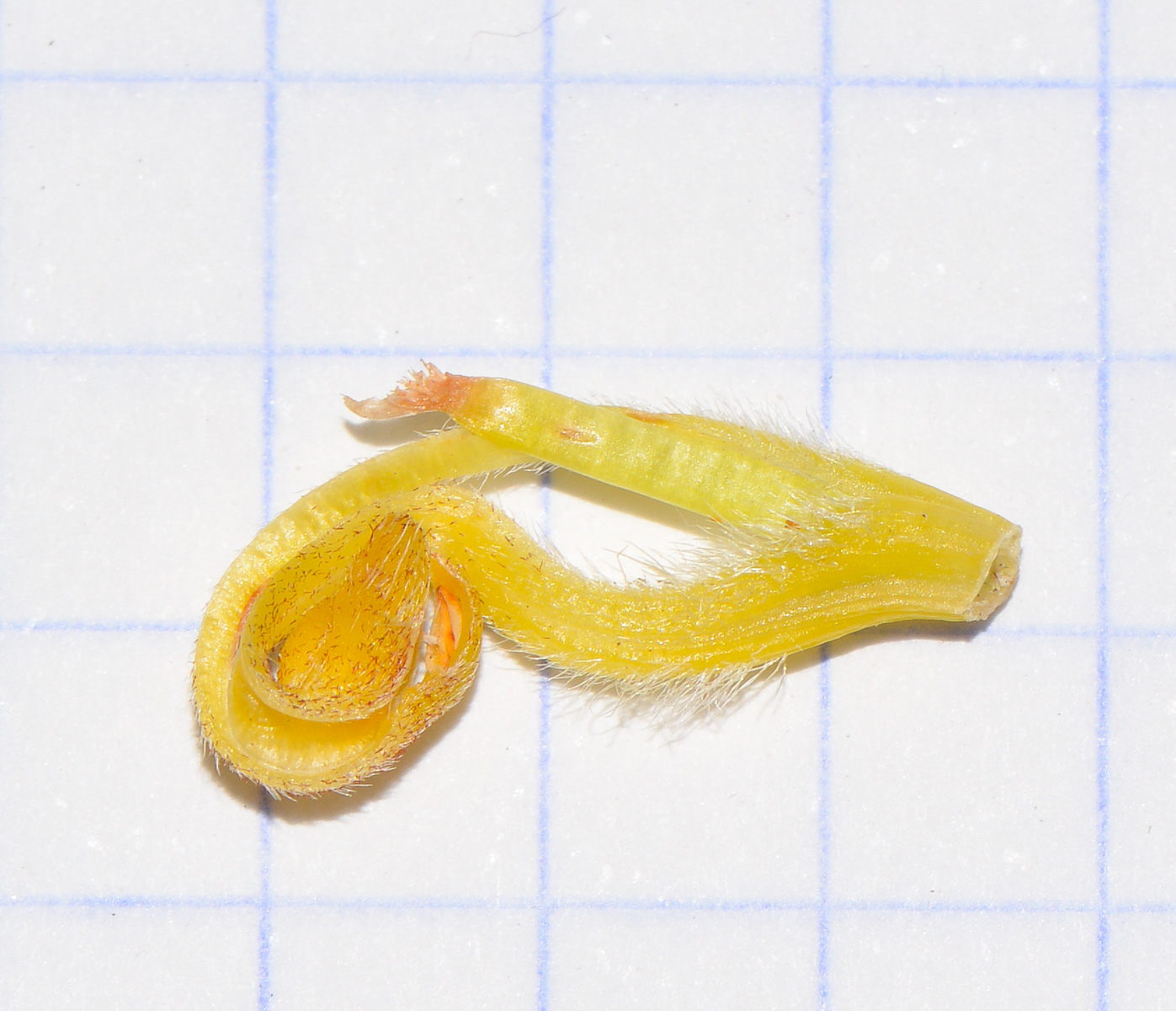 Image of Leucospermum cordifolium specimen.